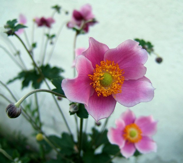 Анемона хупейская (лат. Anemone hupehensis) Анемона хупейская (лат. Anemone hupehensis)