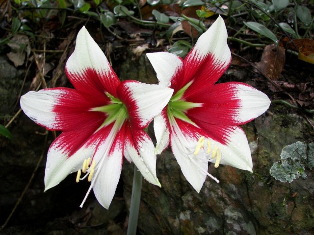 Гиппеаструм Леопольда (Нippeastrum leopoldii) Гиппеаструм Леопольда (Нippeastrum leopoldii)