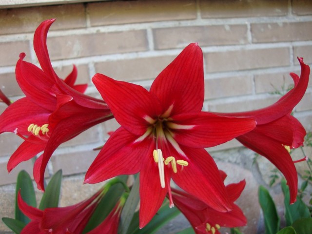 Гиппеаструм королевский (Нippeastrum reginae) Гиппеаструм королевский (Нippeastrum reginae)