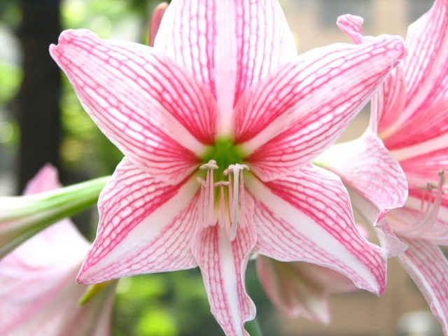 Гиппеаструм сетчатый (Нippeastrum reticulatum) Гиппеаструм сетчатый (Нippeastrum reticulatum)