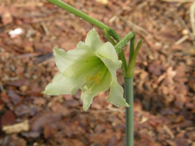 Гиппеаструм изящный (Hippeastrum elegans / solandriflorum) Гиппеаструм изящный (Hippeastrum elegans / solandriflorum)