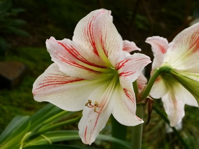 Гиппеаструм полосатый (Hippeastrum vittatum) Гиппеаструм полосатый (Hippeastrum vittatum)