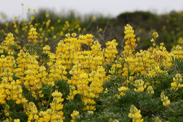 Люпин древовидный (Lupinus arboreus) Люпин древовидный (Lupinus arboreus)