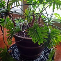 Ph. bippinatifidum - Филодендрон двоякоперистый Ph. bippinatifidum - Филодендрон двоякоперистый