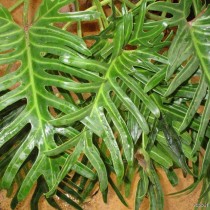 Ph. angustisectum. (Ph. elegans) - Филодендрон изящный Ph. angustisectum. (Ph. elegans) - Филодендрон изящный