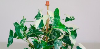 Сингониум (Syngonium) - красивая быстрорастущая лиана с многочисленными эффектными листьями
