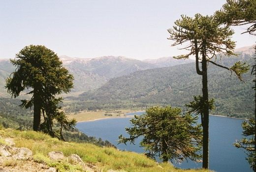 Араукария чилийская (Araucaria araucana) Араукария чилийская (Araucaria araucana)