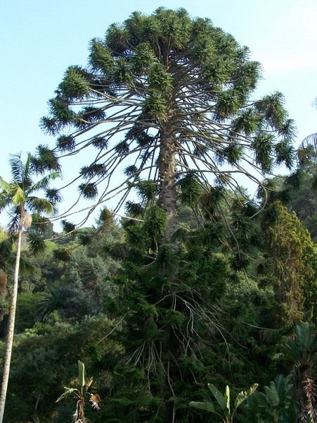 Араукария (Araucaria) Араукария (Araucaria)