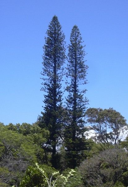 Араукария колонновидная (Araucaria columnaris) Араукария колонновидная (Araucaria columnaris)