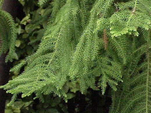 Араукария разнолистная (Araucaria heterophylla) Араукария разнолистная (Araucaria heterophylla)