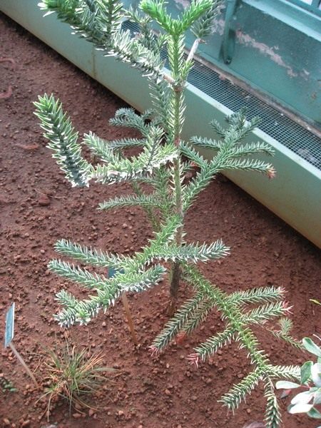 Араукария горная (Araucaria montana) Араукария горная (Araucaria montana)