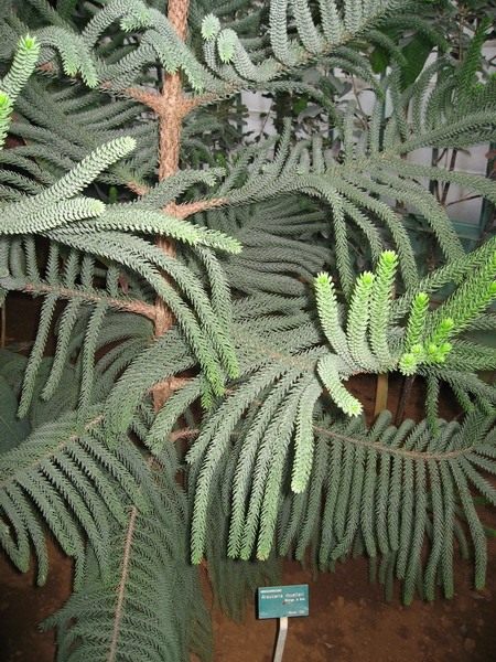 Араукария (Araucaria Muelleri) Араукария (Araucaria Muelleri)