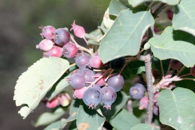 когда можно собирать иргу в каком месяце. Amelanchier. когда можно собирать иргу в каком месяце фото. когда можно собирать иргу в каком месяце-Amelanchier. картинка когда можно собирать иргу в каком месяце. картинка Amelanchier. Многие люди не знают, когда поспевает ирга и как она зреет, каким образом собирать ее ягоды. В данной статье мы попытались ответить на все эти и другие вопросы, касающиеся плодоношения ирги.