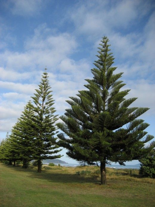 Араукария разнолистная (Araucaria heterophylla)