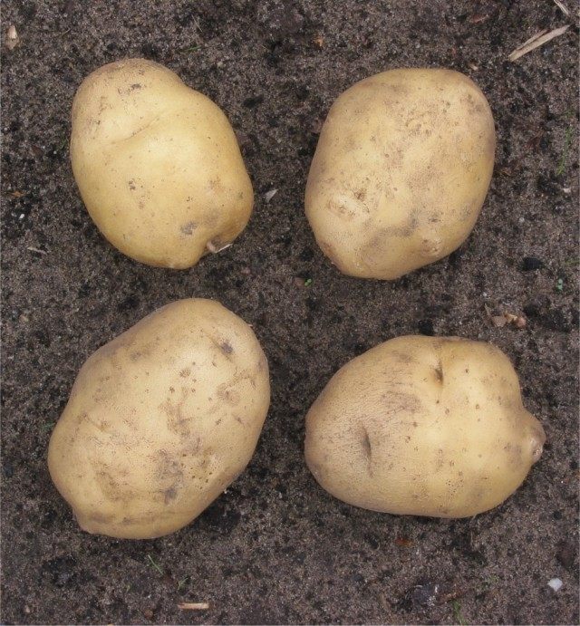 Как выглядит ботва картофеля после заморозков фото