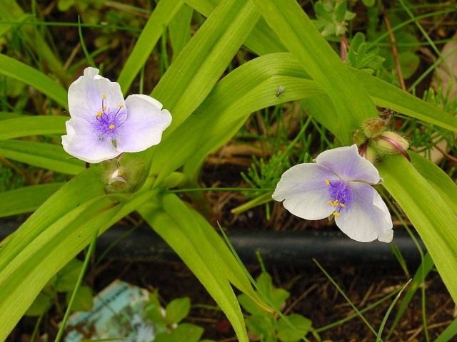 Традесканция Андерсона ‘Osprey’ (лат. Tradescantia х andersoniana). Традесканция Андерсона ‘Osprey’ (лат. Tradescantia х andersoniana).