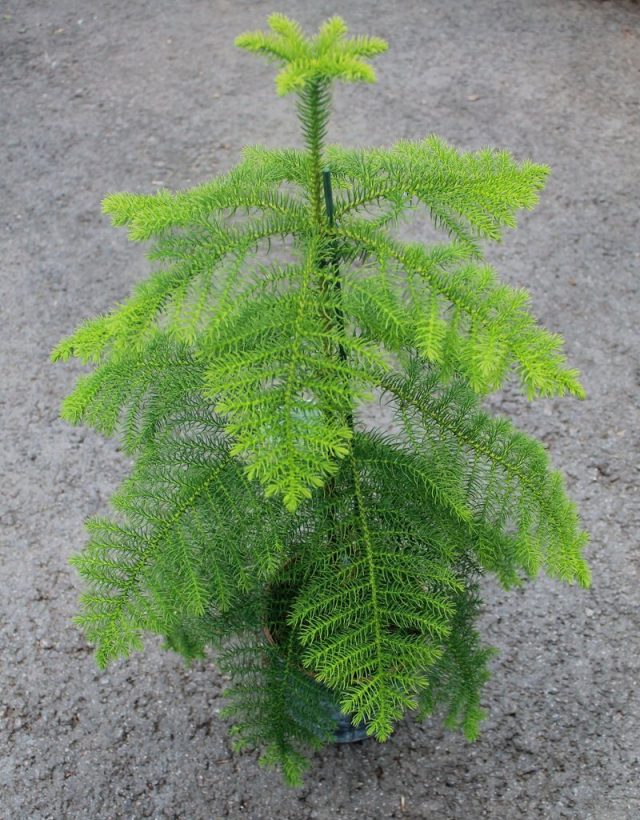 Араукария разнолистная, или комнатная ель (Araucaria heterophylla)