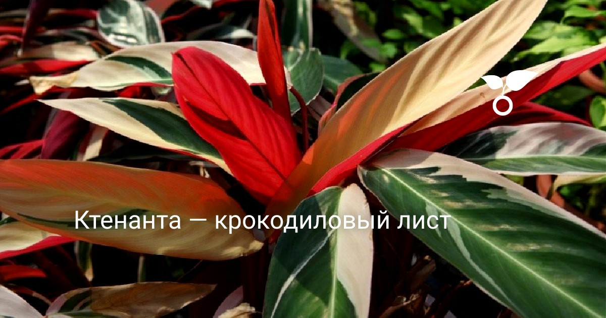 Цветок Ктенанта Фото Уход