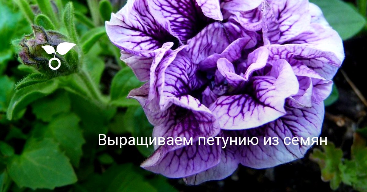 Новые Сорта Петуний На 2022 Год Посмотреть Новые Сорта Петуний На 2022 Год Посмотреть