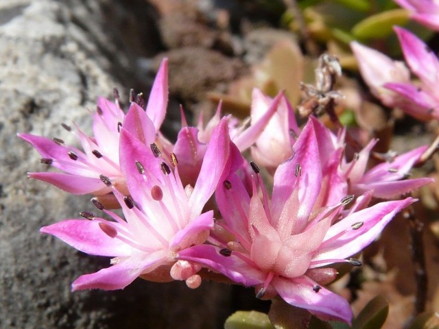 Очиток (Sedum) Очиток (Sedum)