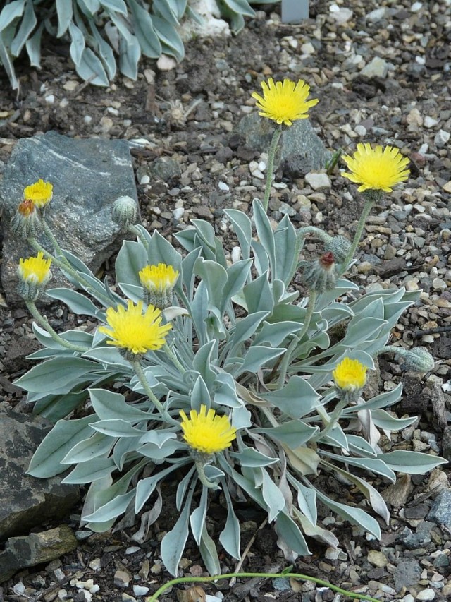 Очиток (Sedum) Очиток (Sedum)