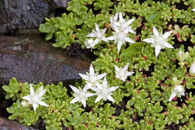 Очиток (Sedum) Очиток (Sedum)