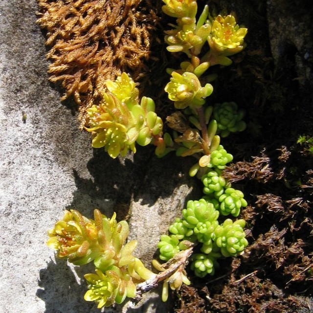 Очиток (Sedum) Очиток (Sedum)