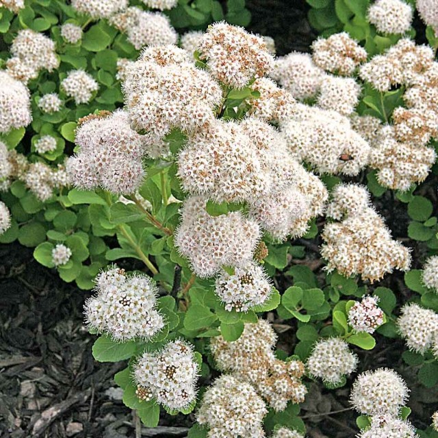 Очиток (Sedum) Очиток (Sedum)