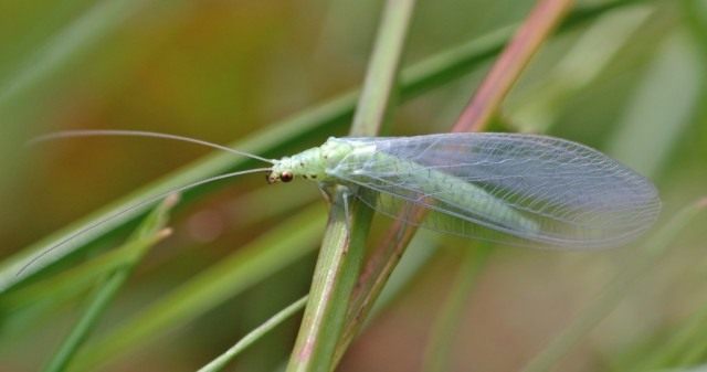 Златоглазки (Chrysopidae) Златоглазки (Chrysopidae)
