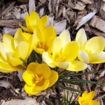 Шафран, или крокус золотистоцветковый (Crocus chrysanthus) Шафран, или крокус золотистоцветковый (Crocus chrysanthus)