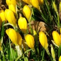 Шафран, или крокус жёлтый (Crocus flavus) Шафран, или крокус жёлтый (Crocus flavus)