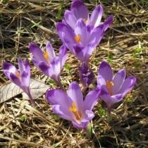 Шафран, или крокус Гейфеля (Crocus heuffelianus) Шафран, или крокус Гейфеля (Crocus heuffelianus)