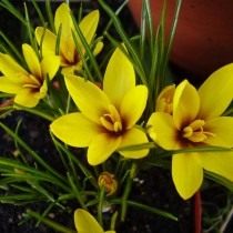 Шафран, или крокус Королькова (Crocus korolkowii) Шафран, или крокус Королькова (Crocus korolkowii)