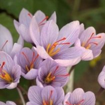 Шафран, или крокус Палласа (Crocus pallasii) Шафран, или крокус Палласа (Crocus pallasii)