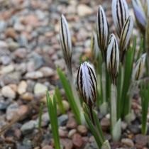 Шафран, или крокус сетчатый (Crocus reticulatus) Шафран, или крокус сетчатый (Crocus reticulatus)