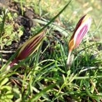 Шафран, или крокус узколистный (Crocus angustifolius) Шафран, или крокус узколистный (Crocus angustifolius)