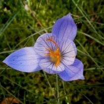 Шафран, или крокус прекрасный 'Artabir' (Crocus speciosus) Шафран, или крокус прекрасный 'Artabir' (Crocus speciosus)