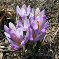 Шафран, или крокус весенний (Crocus vernus) Шафран, или крокус весенний (Crocus vernus)