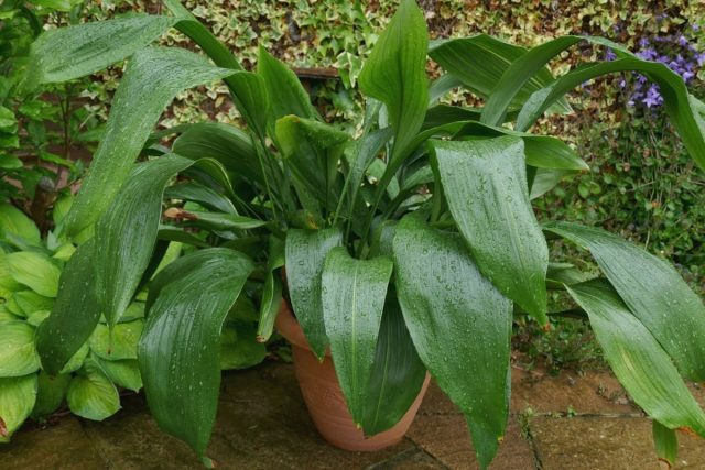 Аспидистра высокая (Aspidistra elatior) Аспидистра высокая (Aspidistra elatior)