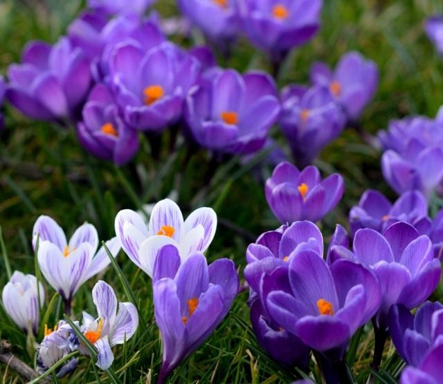 Шафран, крокус (Crocus) Шафран, крокус (Crocus)