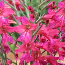 Гладиолус византийский (Gladiolus byzantinus) Гладиолус византийский (Gladiolus byzantinus)