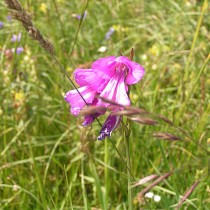 Гладиолус Кочи (Gladiolus kotschyanus) Гладиолус Кочи (Gladiolus kotschyanus)