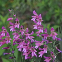 Гладиолус обыкновенный (Gladiolus communis) Гладиолус обыкновенный (Gladiolus communis)