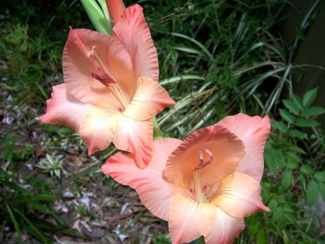 Гладиолус черепитчатый (Gladiolus imbricatus) Гладиолус черепитчатый (Gladiolus imbricatus)