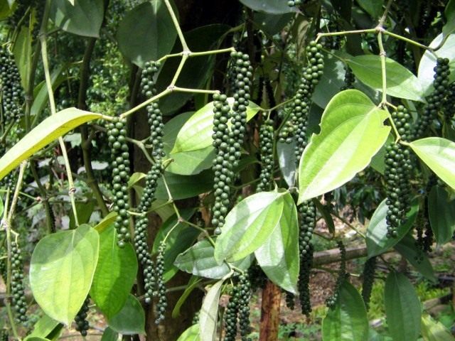 Перец чёрный (Piper nigrum) Перец чёрный (Piper nigrum)