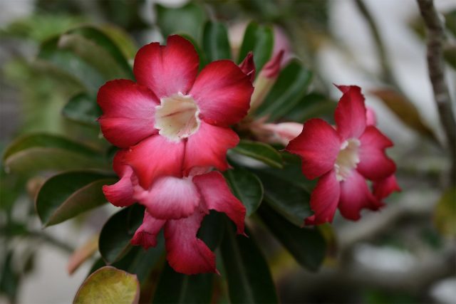 Цветы адениума (Adenium) воронковидные, диаметром до 6 см, различных оттенков от белого до темно-малинового Цветы адениума (Adenium) воронковидные, диаметром до 6 см, различных оттенков от белого до темно-малинового