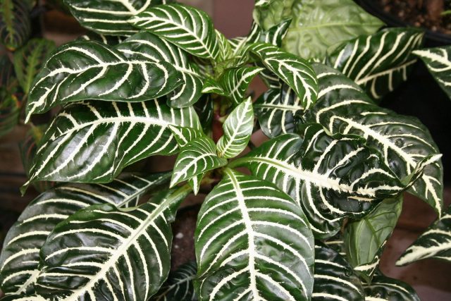 Крупные листья афеландры с серебристыми жилками декоративны в течение всего года