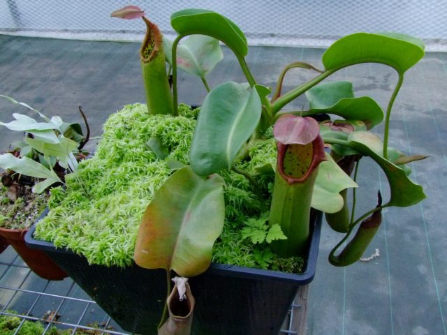 Непентес усеченный (Nepenthes truncata) 