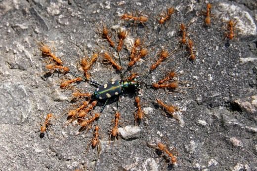 Муравьи (Ants) Муравьи (Ants)