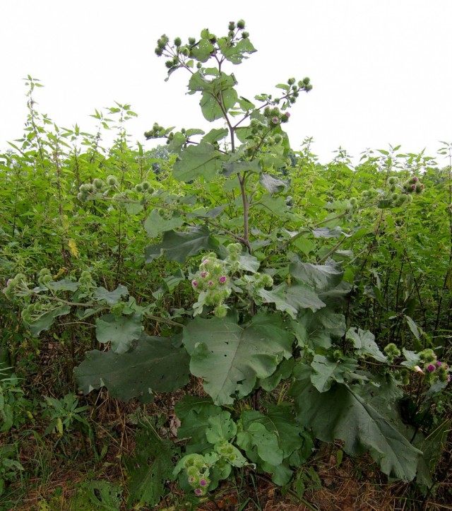 Лопух большой, репейник, репей (Arctium lappa) Лопух большой, репейник, репей (Arctium lappa)